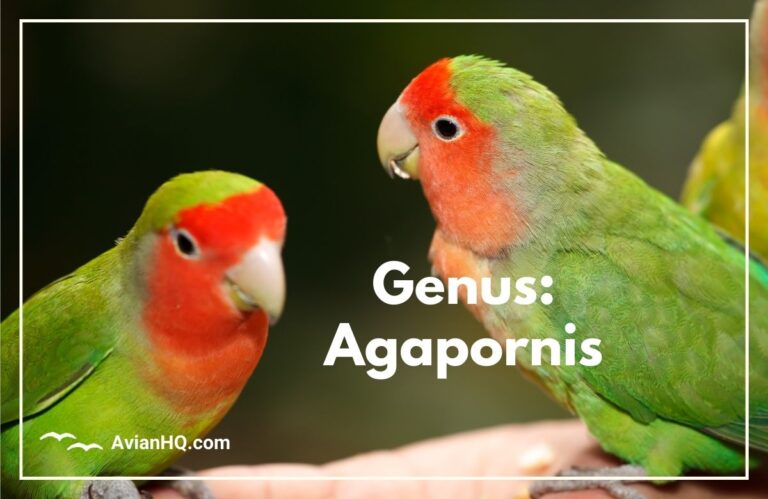 Genus: Agapornis