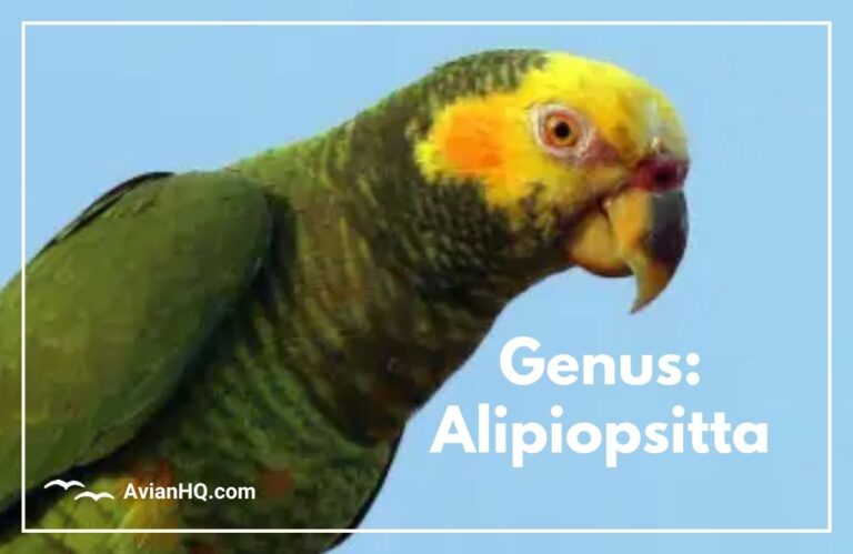 Genus: Alipiopsitta