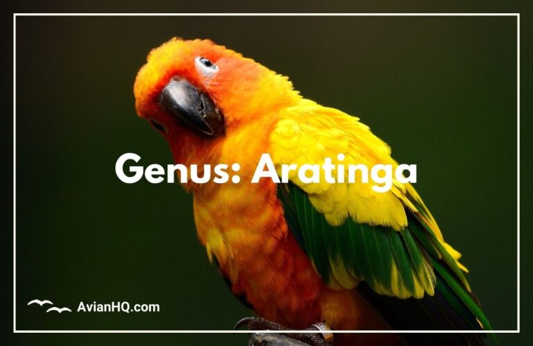 Genus: Aratinga