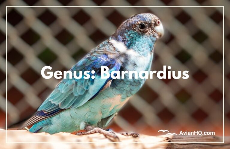 Genus: Barnardius