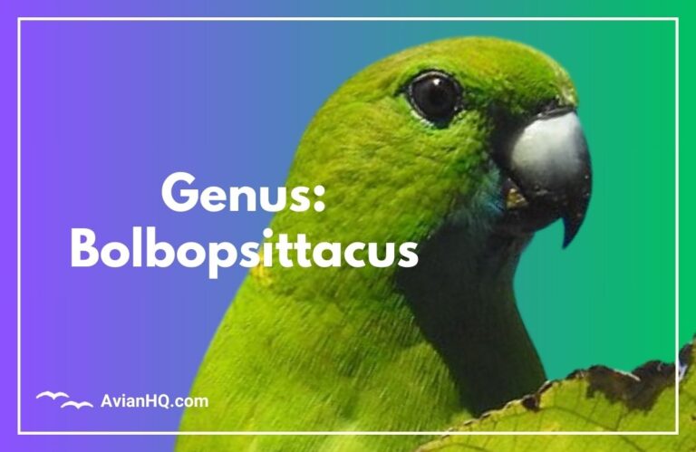 Genus: Bolbopsittacus