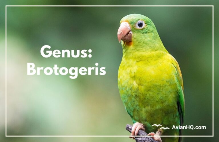 Genus: Brotogeris