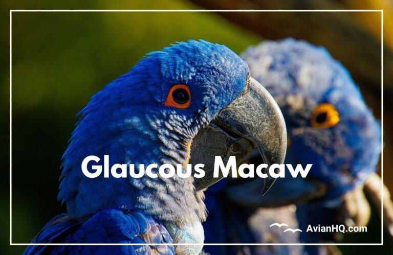 Glaucous Macaw (Anodorhynchus glaucus)