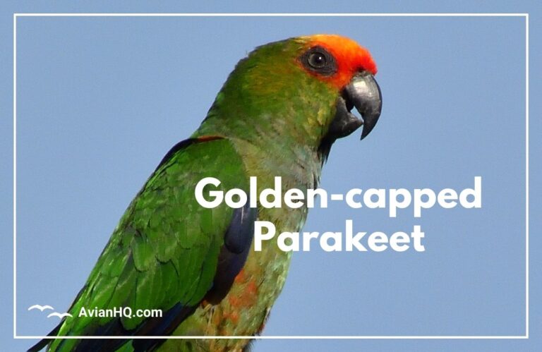 Golden-capped Parakeet (Aratinga auricapillus)