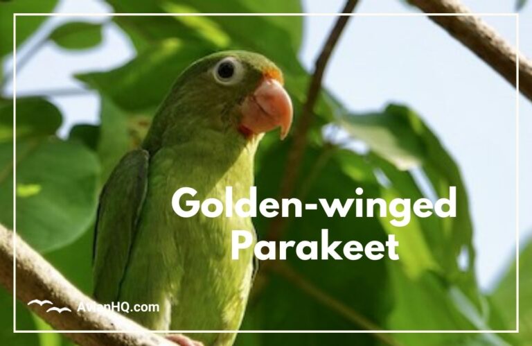 Golden-winged Parakeet (Brotogeris chrysoptera)