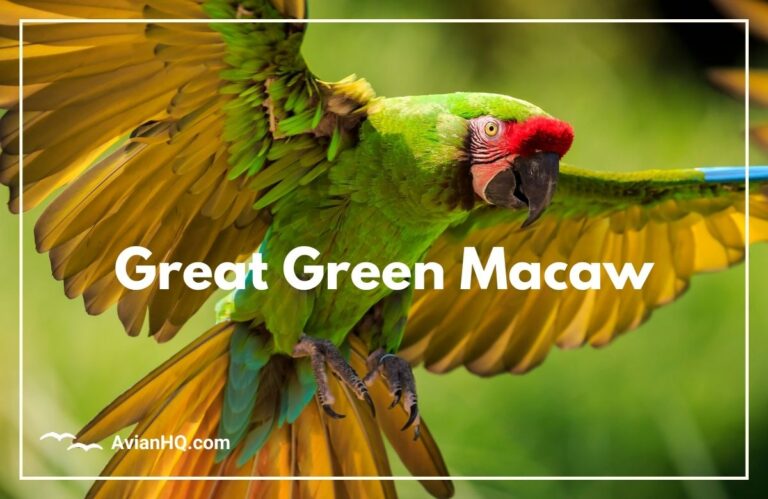 Great Green Macaw (Ara ambiguus)