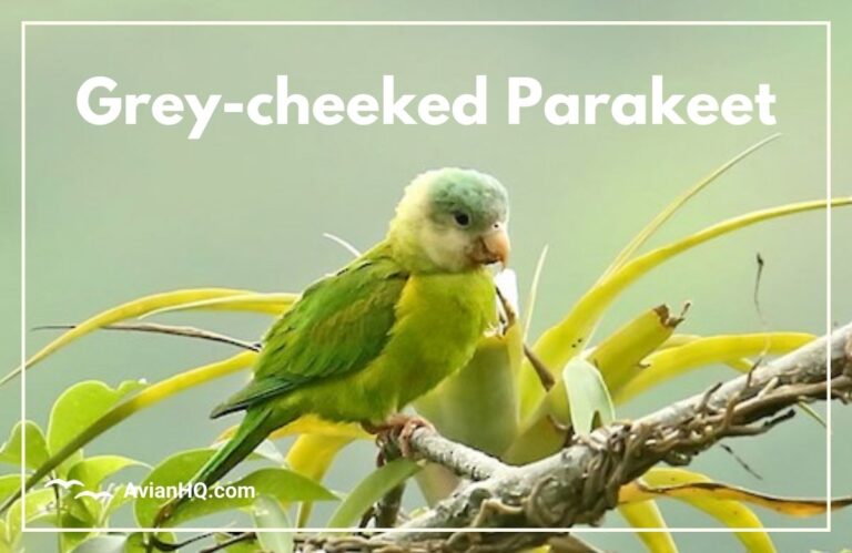 Grey-cheeked Parakeet (Brotogeris pyrrhoptera)