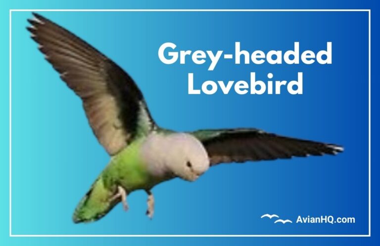 Grey-headed Lovebird (Agapornis canus)