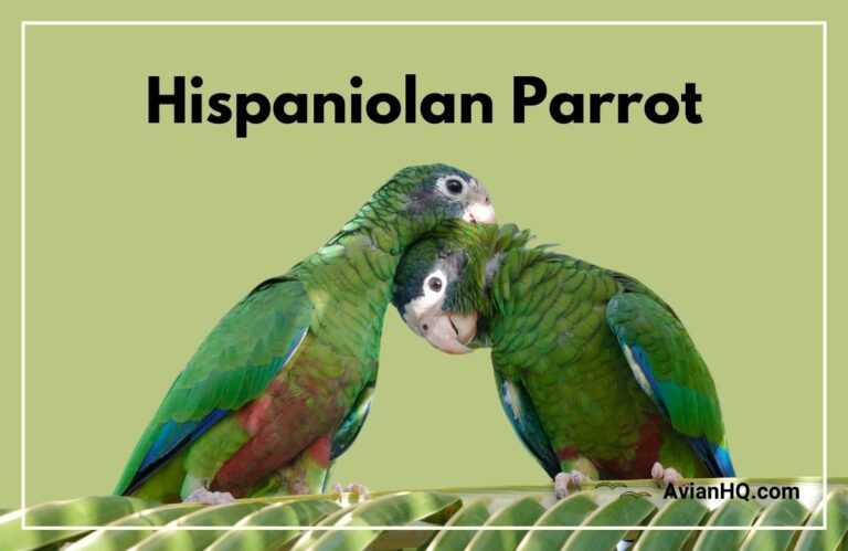 Hispaniolan Amazon Parrot (Amazona ventralis)