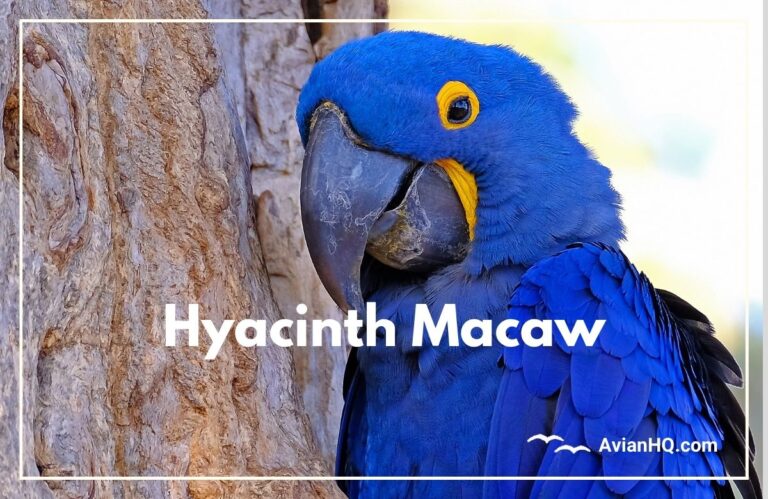 Hyacinth Macaw (Anodorhynchus hyacinthinus)