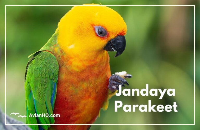 Jandaya Parakeet (Aratinga jandaya)