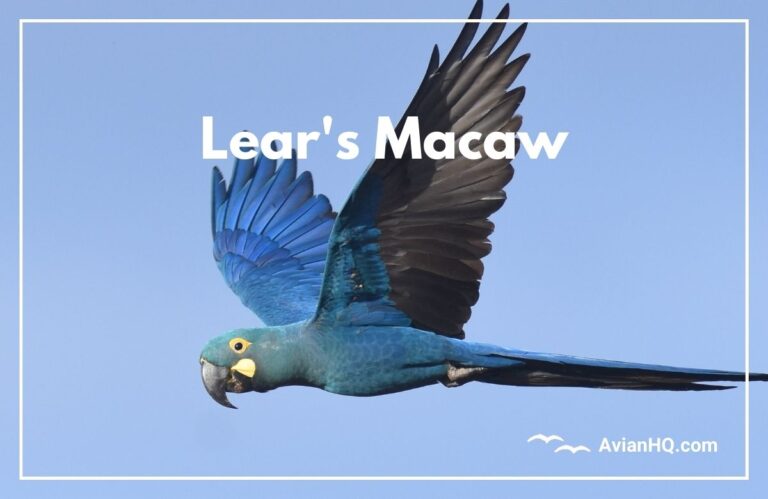 Lear’s Macaw (Anodorhynchus leari)