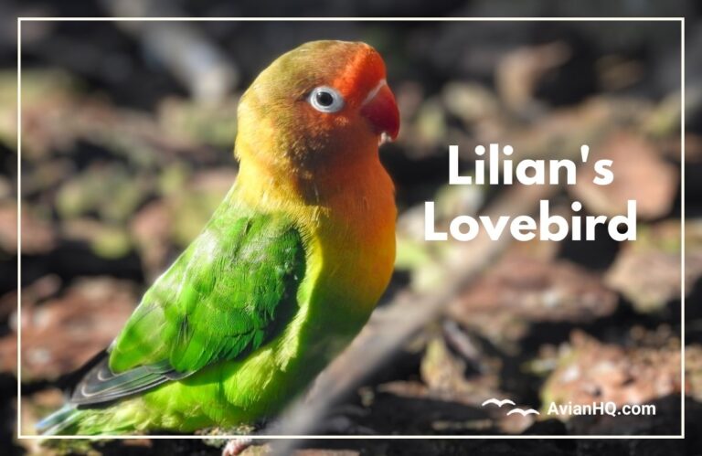 Lilian’s Lovebird (Agapornis lilianae)