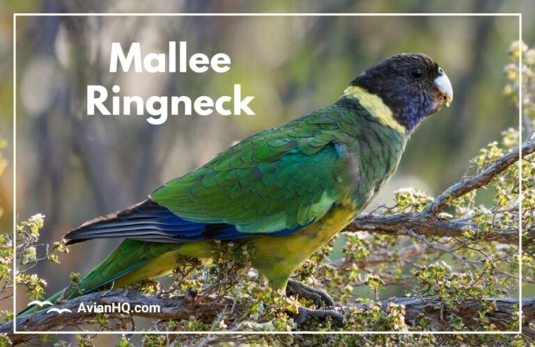 Mallee Ringneck (Barnardius barnardi)