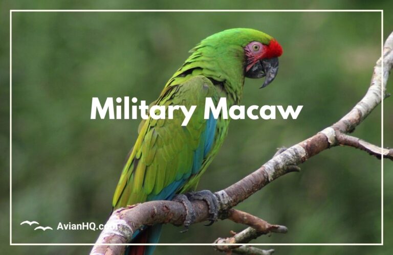 Military Macaw (Ara militaris)