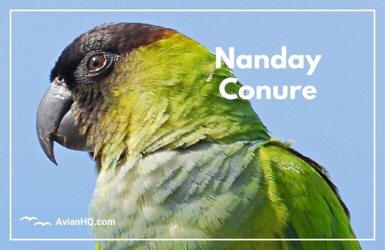 Nanday Conure (Aratinga nenday)