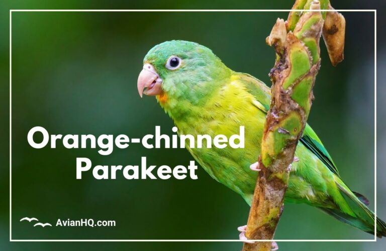 Orange-chinned Parakeet (Brotogeris jugularis)