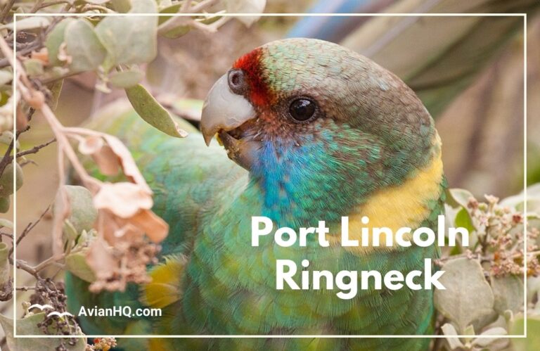 Port Lincoln Ringneck (Barnardius zonarius)