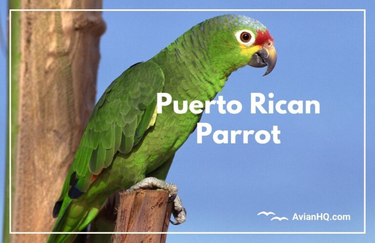 Puerto Rican Parrot (Amazona vittata)