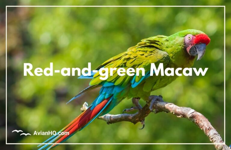 Red-and-green Macaw (Ara chloropterus)