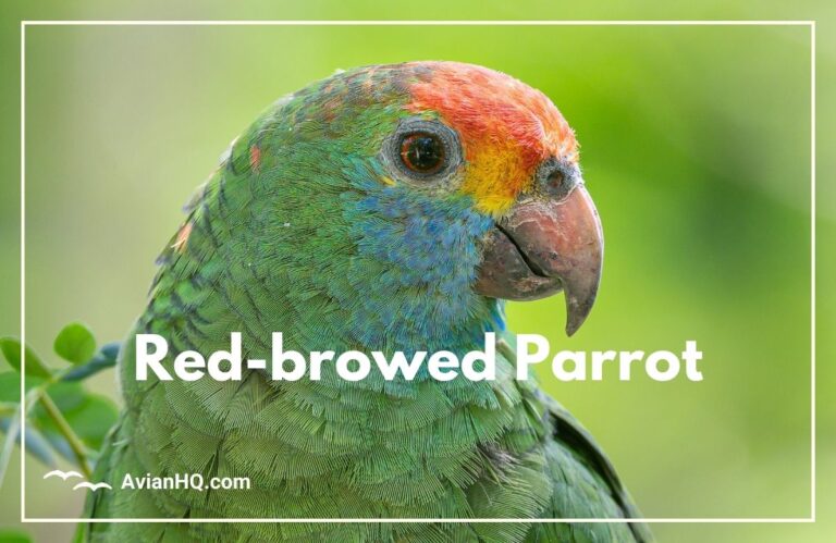 Red-browed Amazon Parrot (Amazona rhodocorytha)