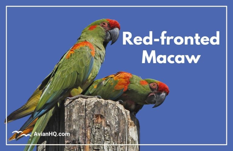 Red-fronted Macaw (Ara rubrogenys)