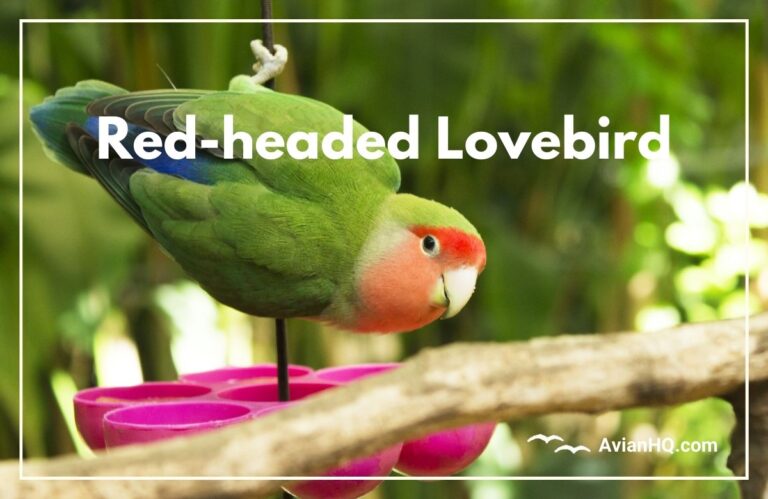 Red-headed Lovebird (Agapornis pullarius)