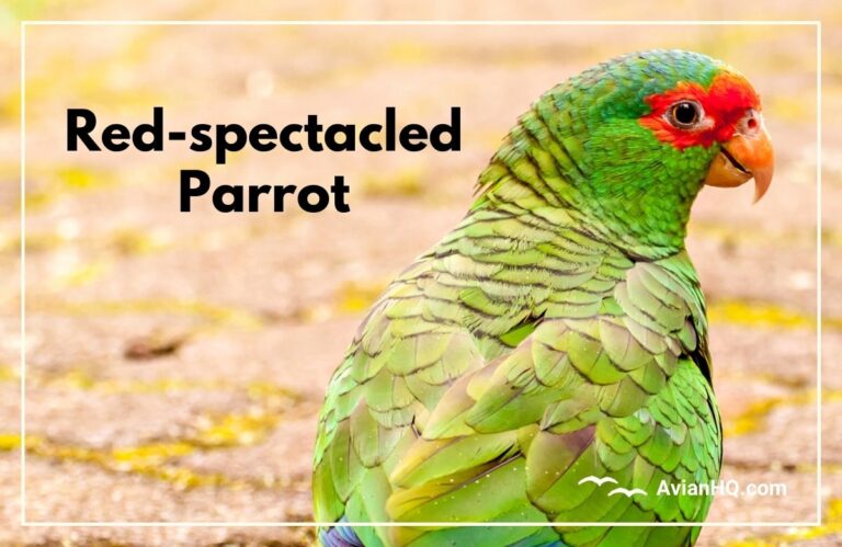 Red-spectacled Amazon Parrot (Amazona pretrei)