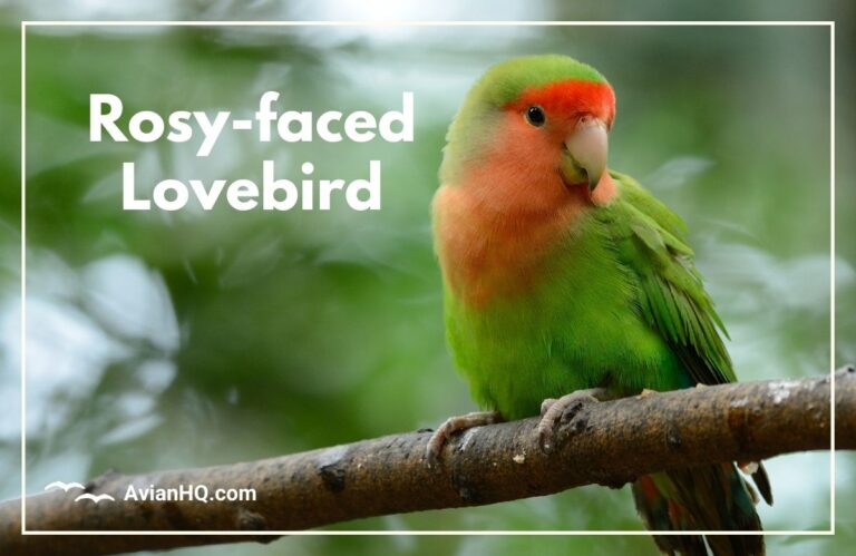 Rosy-faced Lovebird (Agapornis roseicollis)
