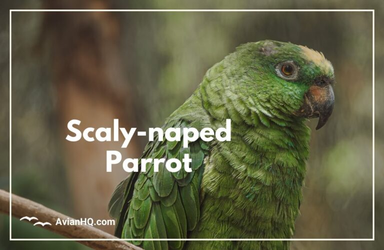 Scaly-naped Amazon Parrot (Amazona mercenarius)