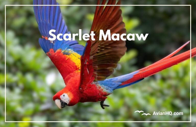 Scarlet Macaw (Ara macao)