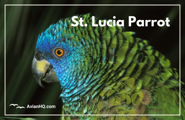 St. Lucia Parrot (Amazona versicolor)