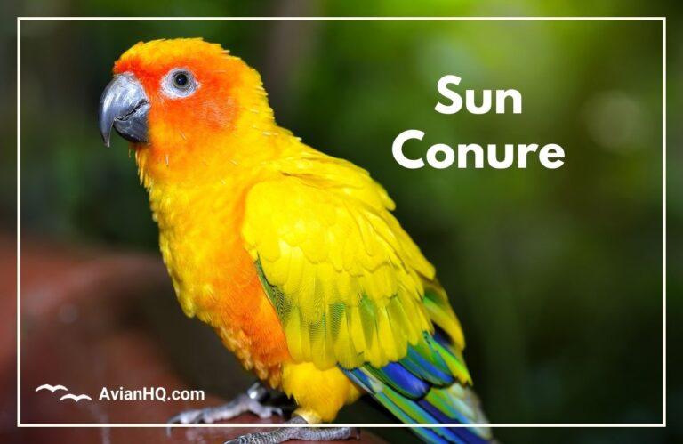 Sun Conure (Aratinga solstitialis)