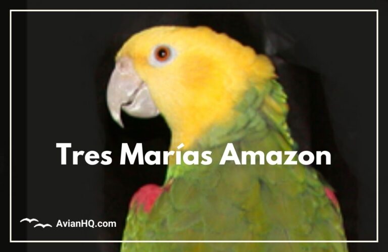 Tres Marías Amazon (Amazona tresmariae)