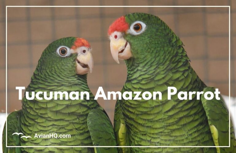 Tucuman Amazon Parrot (Amazona tucumana)