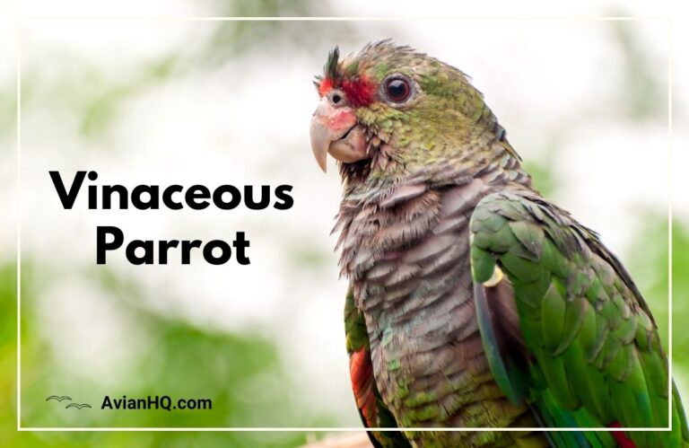 Vinaceous Amazon Parrot (Amazona vinacea)