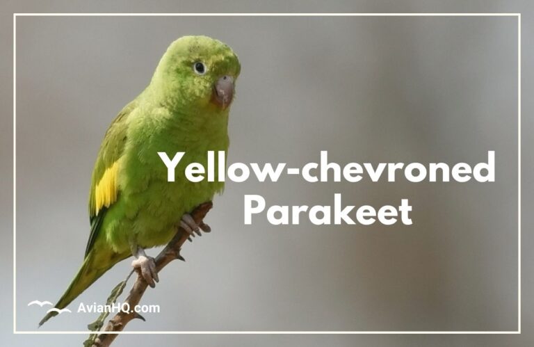 Yellow-chevroned Parakeet (Brotogeris chiriri)