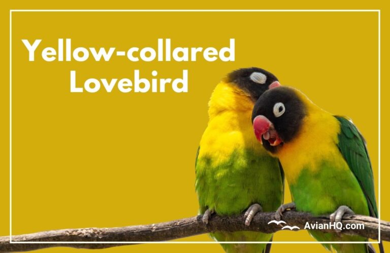 Yellow-collared Lovebird (Agapornis personatus)