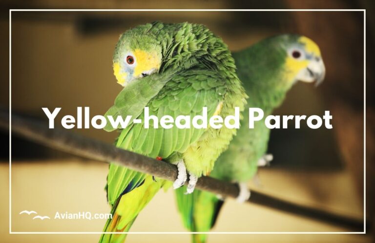 Yellow-headed Parrot (Amazona oratrix)