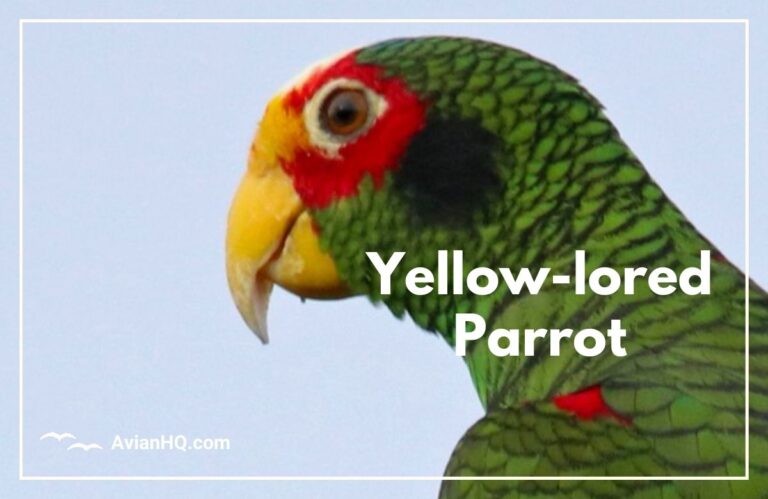 Yellow-lored Parrot (Amazona xantholora)