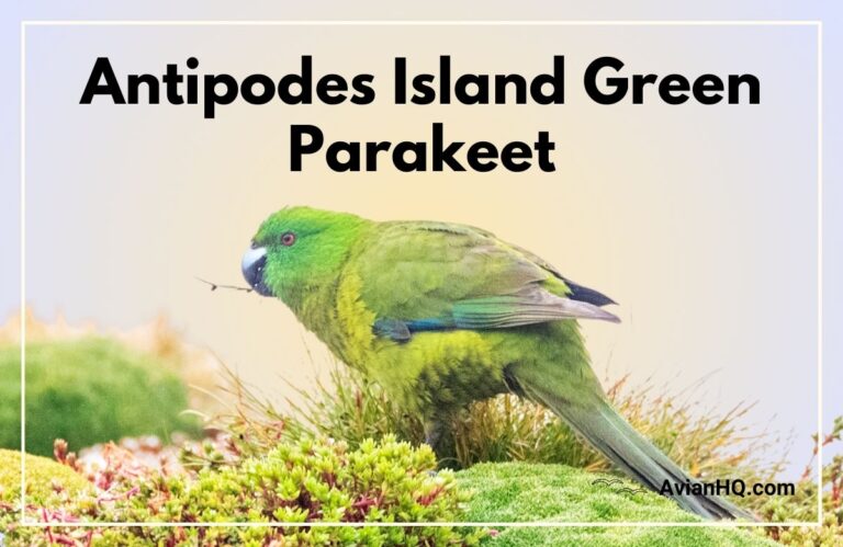 Antipodes Island Green Parakeet (Cyanoramphus unicolor)