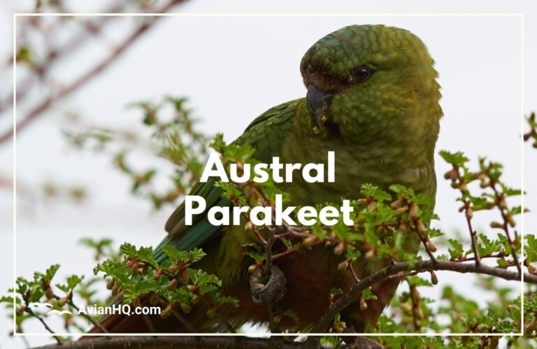 Austral Parakeet (Enicognathus ferrugineus)