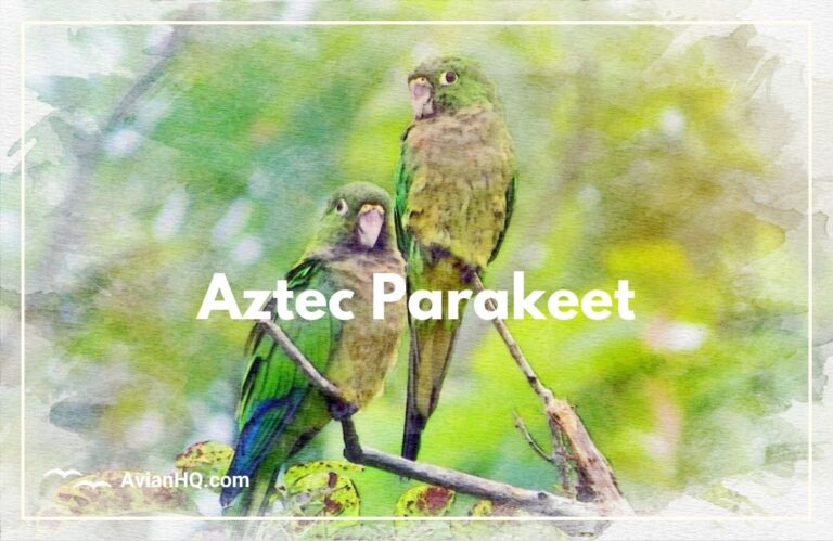 Aztec Parakeet (Eupsittula astec)