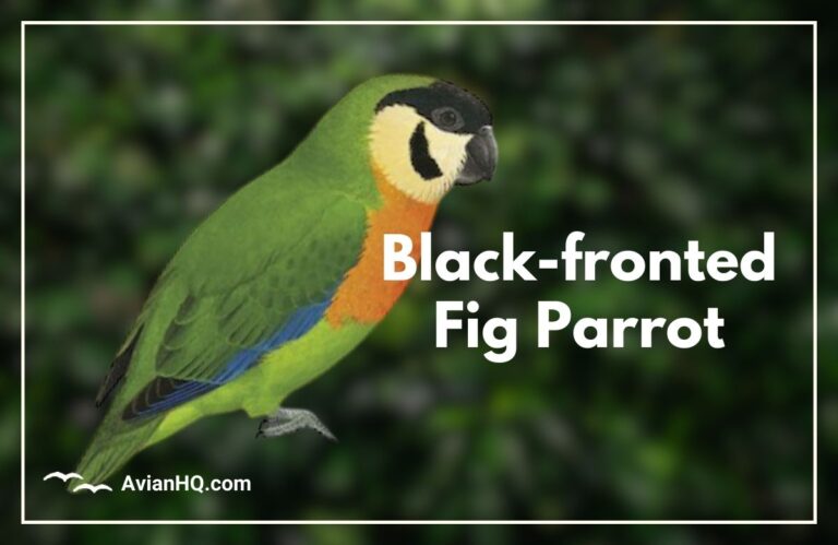 Black-fronted Fig Parrot (Cyclopsitta nigrifrons)