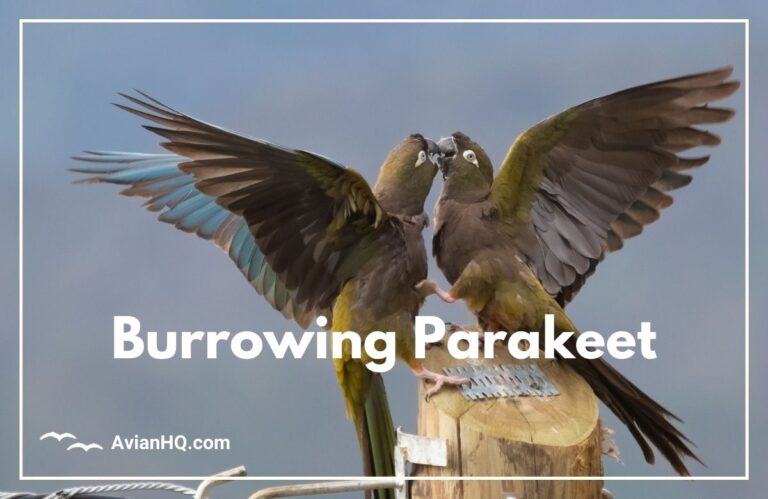 Burrowing Parakeet (Cyanoliseus patagonus)