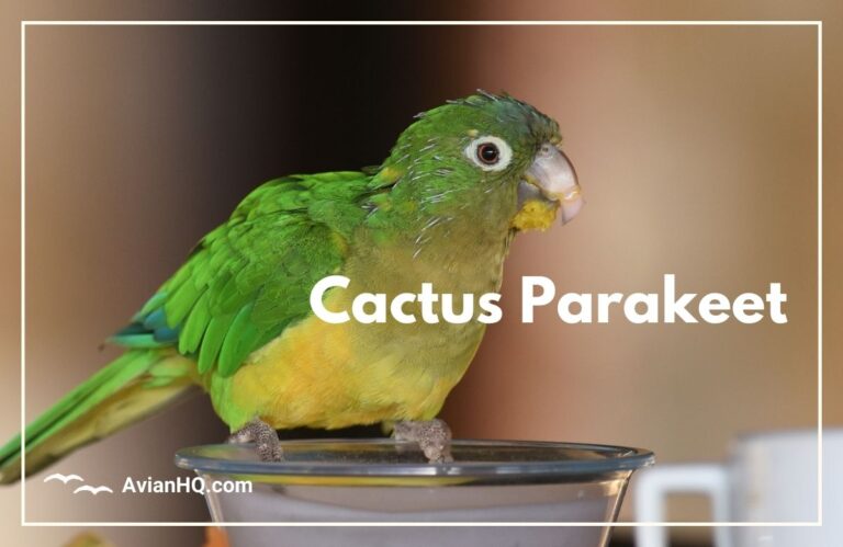 Cactus Parakeet (Eupsittula cactorum)