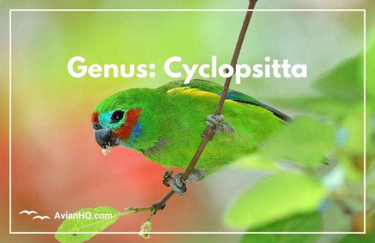 Genus: Cyclopsitta