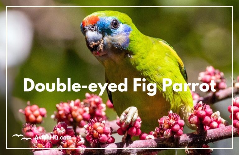 Double-eyed Fig Parrot (Cyclopsitta diophthalma)