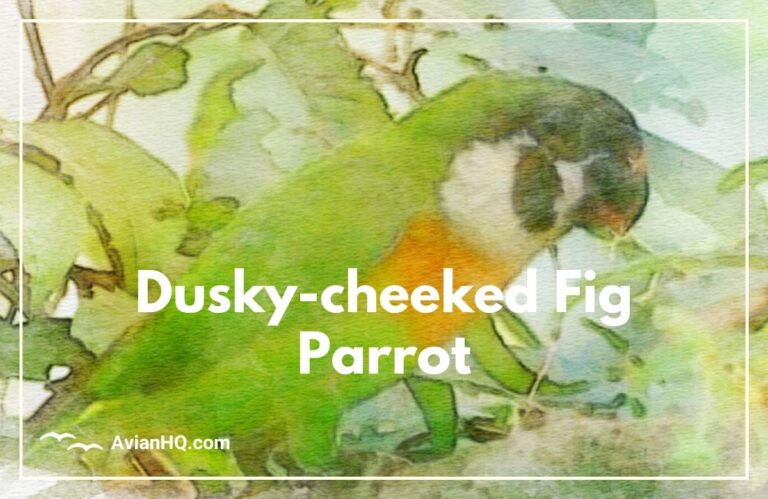 Dusky-cheeked Fig Parrot (Cyclopsitta melanogenia)