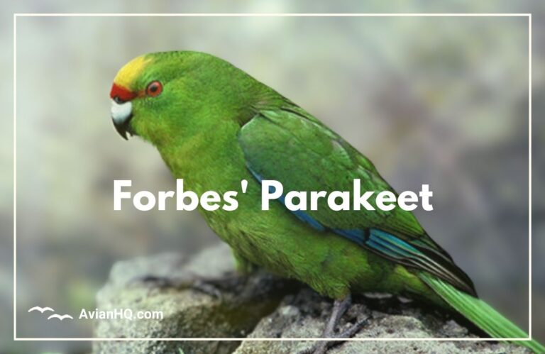 Forbes’ Parakeet (Cyanoramphus forbesi)